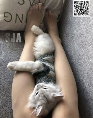 猫之茗第三季_高清完整版